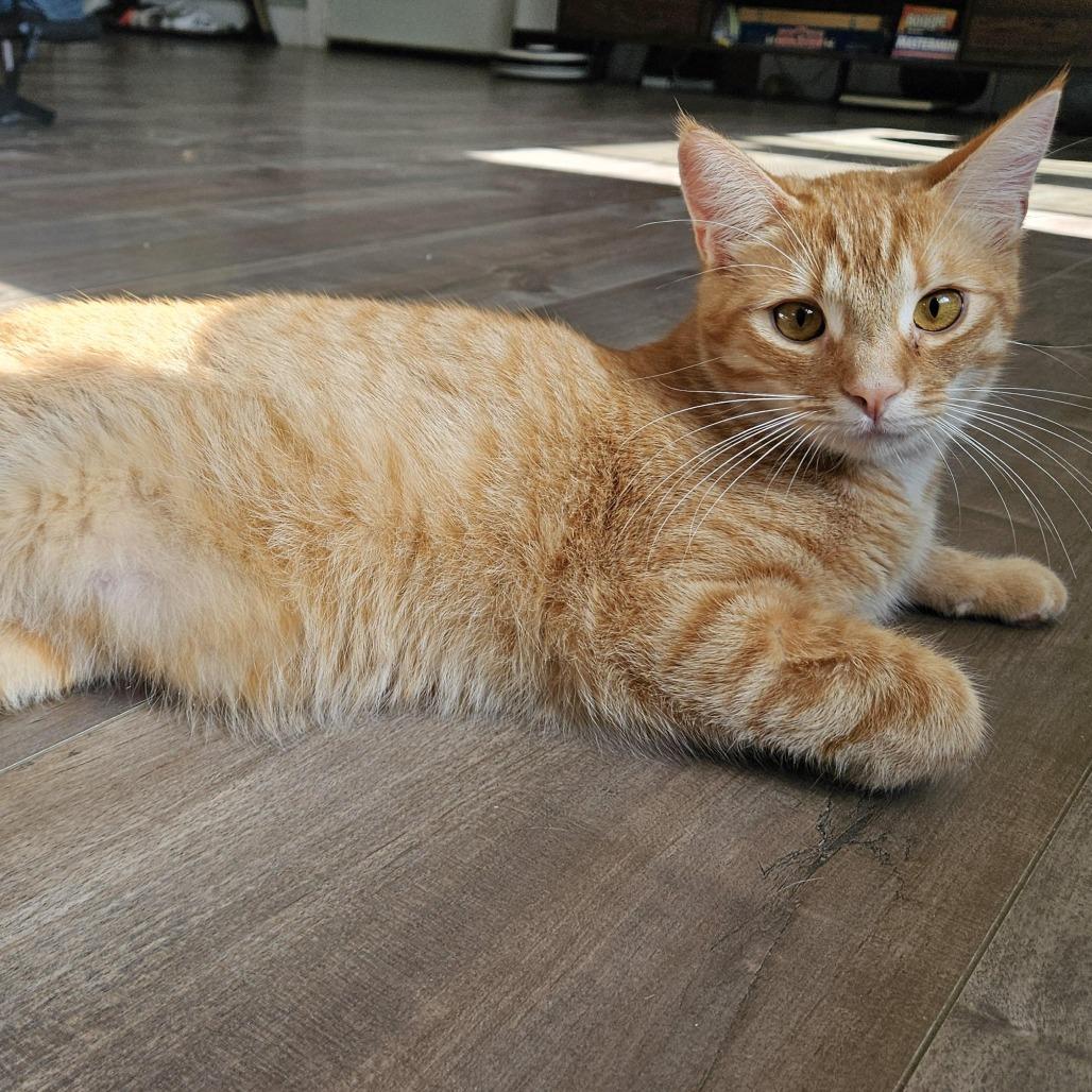 Copper, a Adoptable Domestic Short Hair in Elverta, CA image 3/5