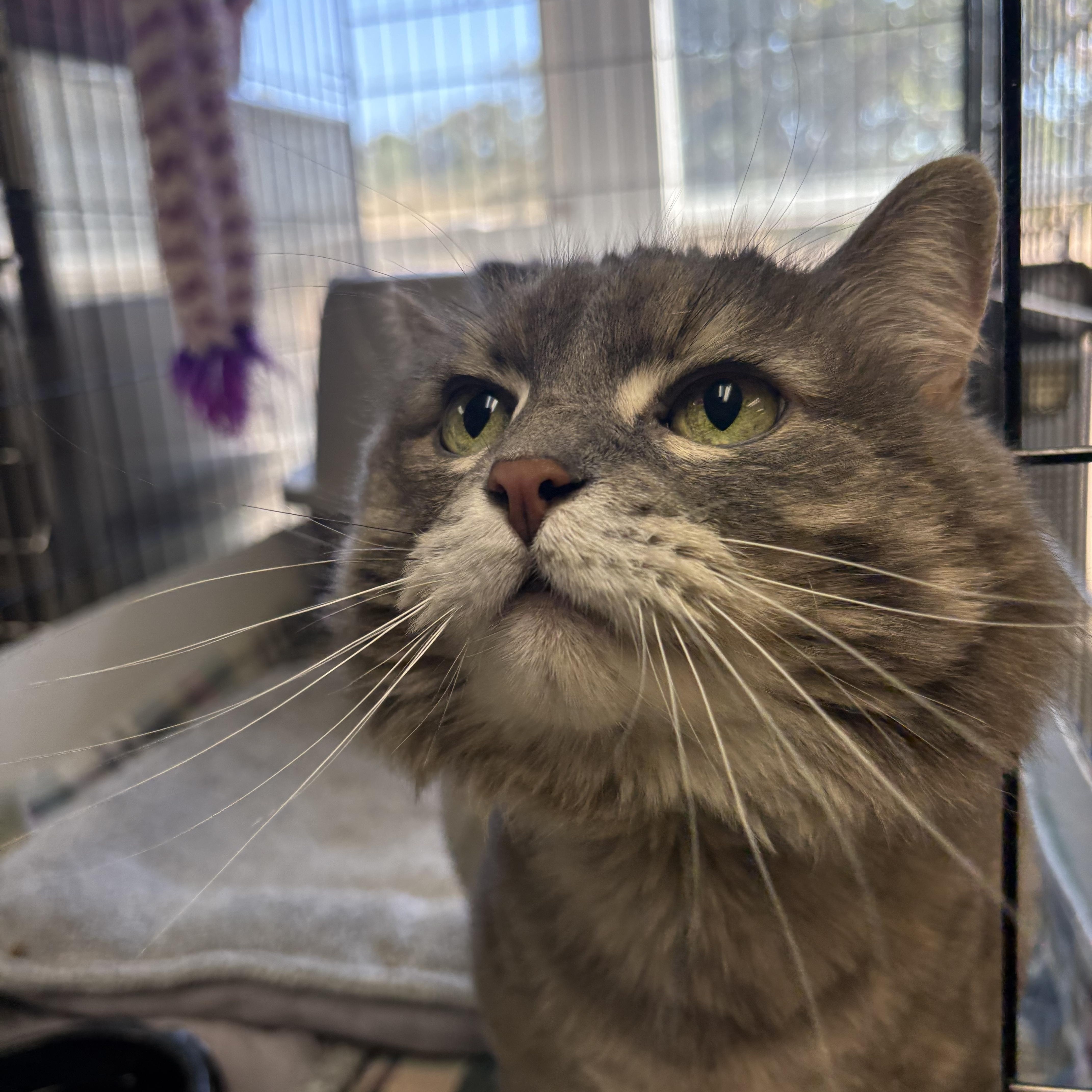 Daffodil, a Adoptable Domestic Long Hair in Godfrey, IL image 4/4