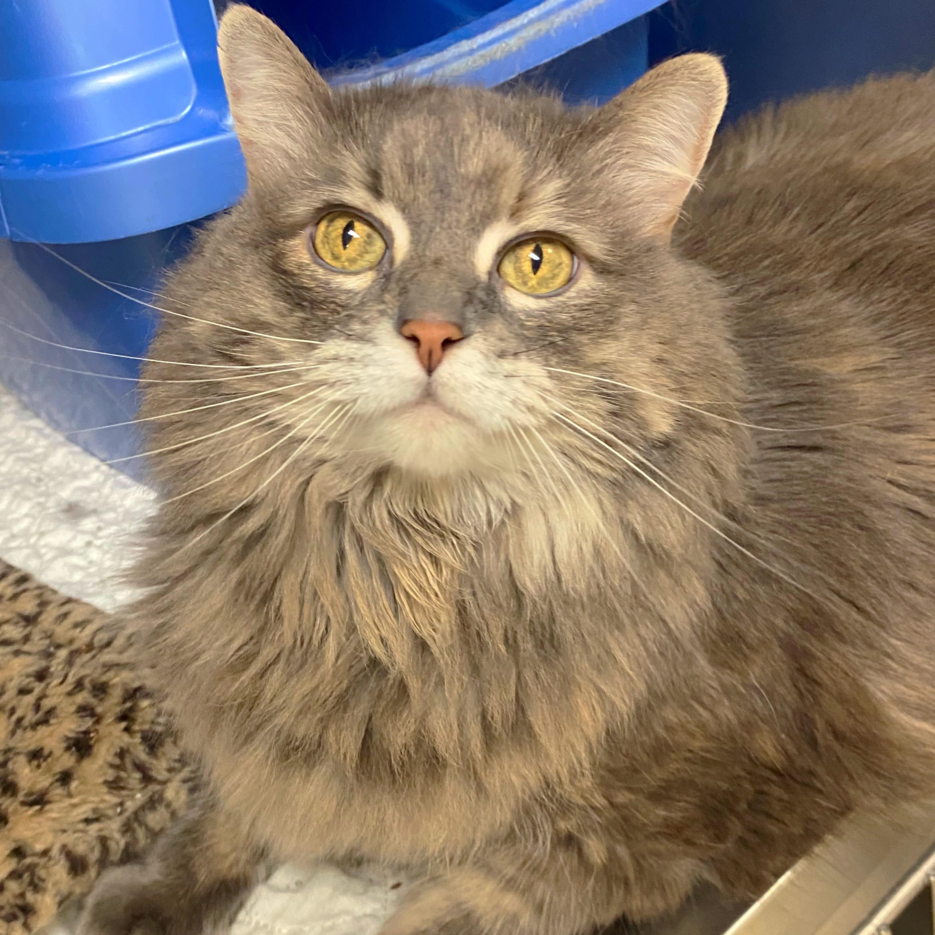Daffodil, a Adoptable Domestic Long Hair in Godfrey, IL image 1/4