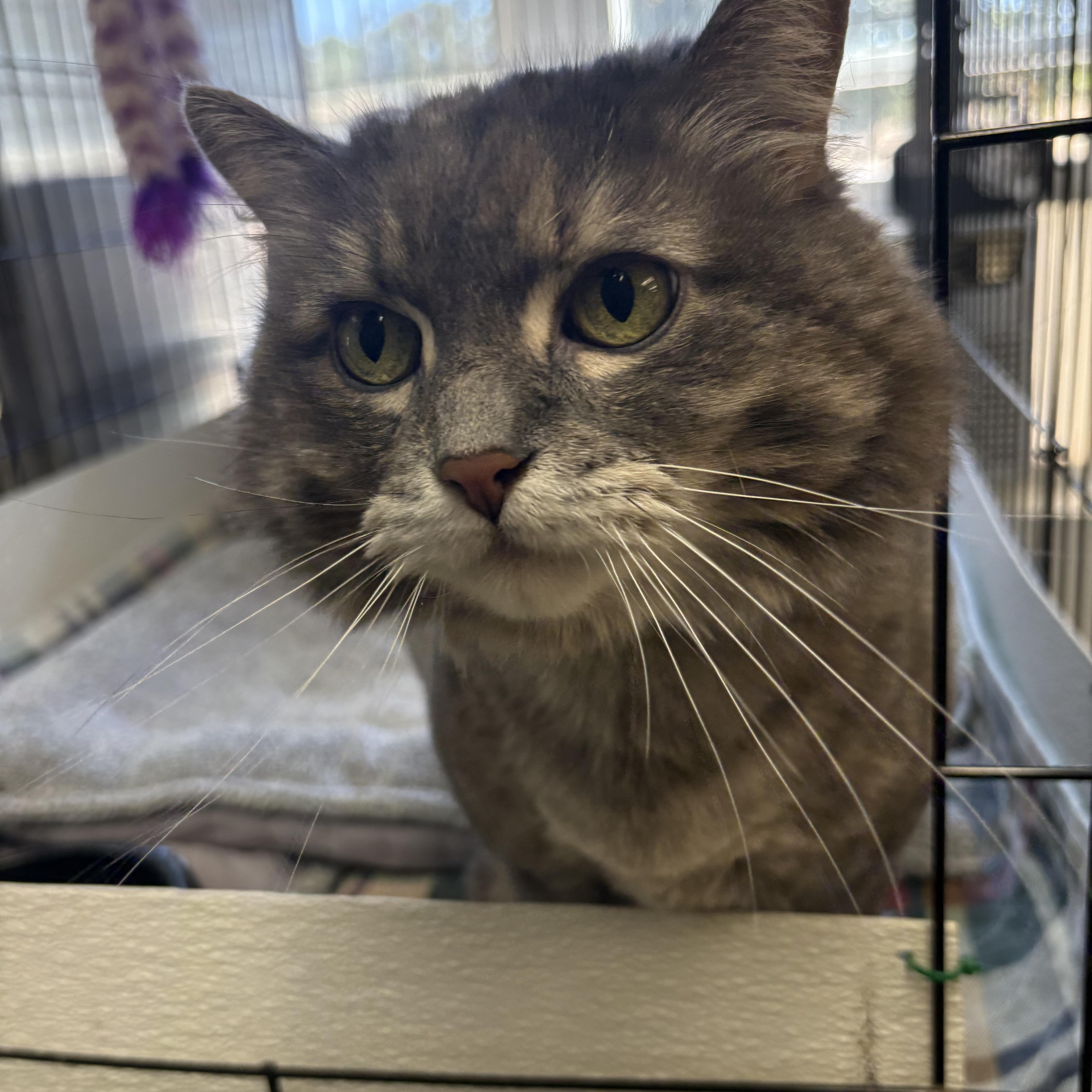Daffodil, a Adoptable Domestic Long Hair in Godfrey, IL image 2/4