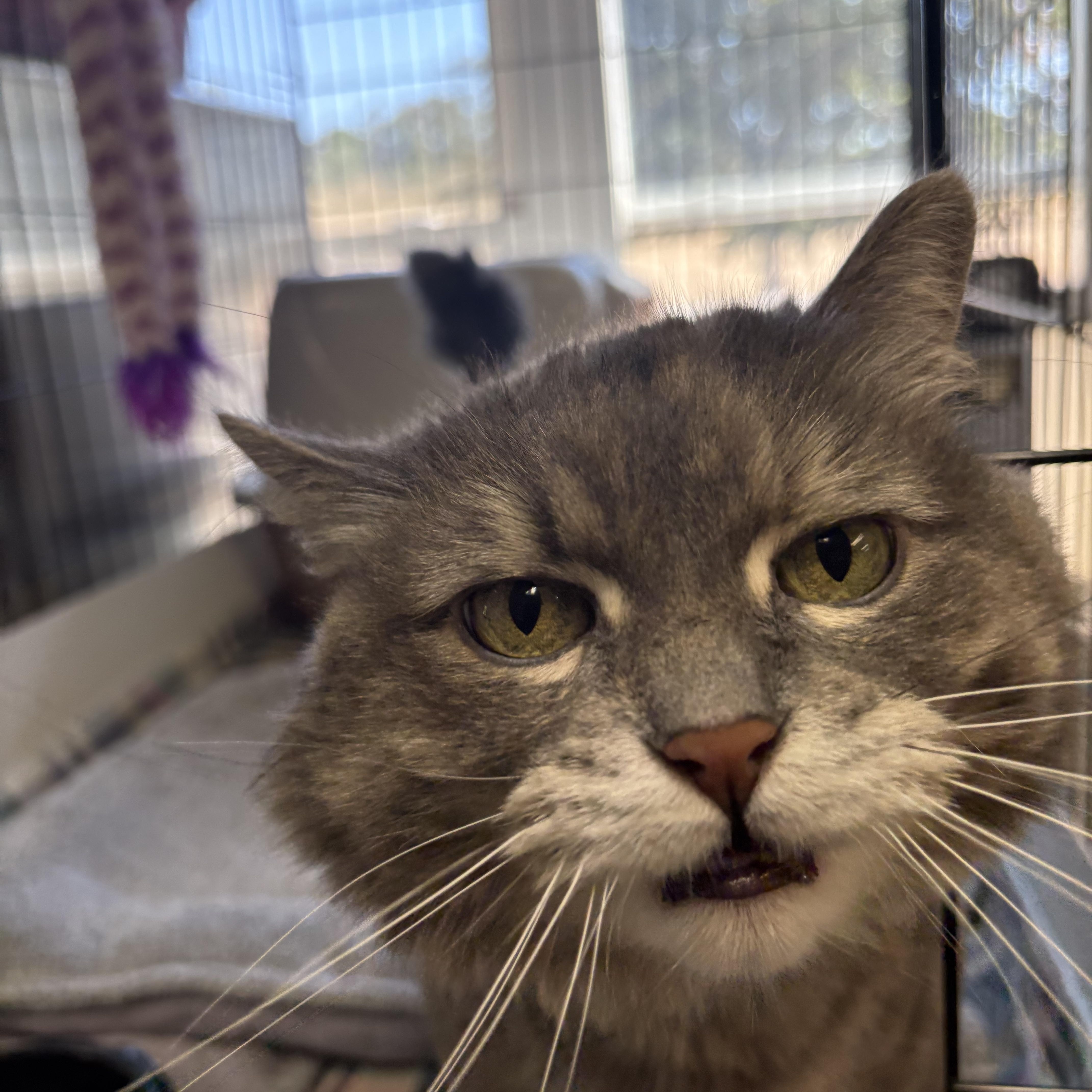 Daffodil, a Adoptable Domestic Long Hair in Godfrey, IL image 3/4