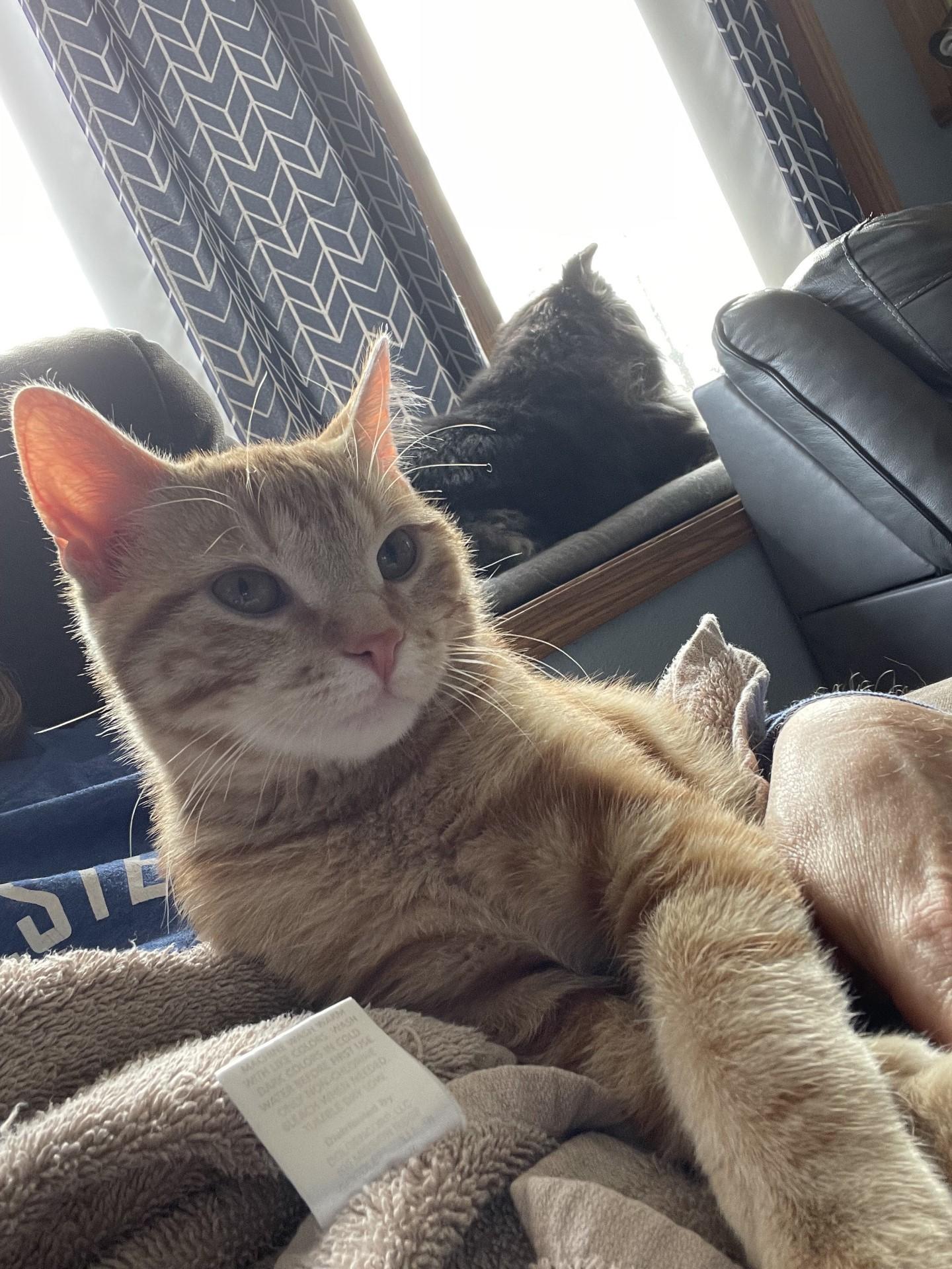 Enlarge MIRACLE, a Adoptable Domestic Short Hair in Grand Forks, ND image 2/5