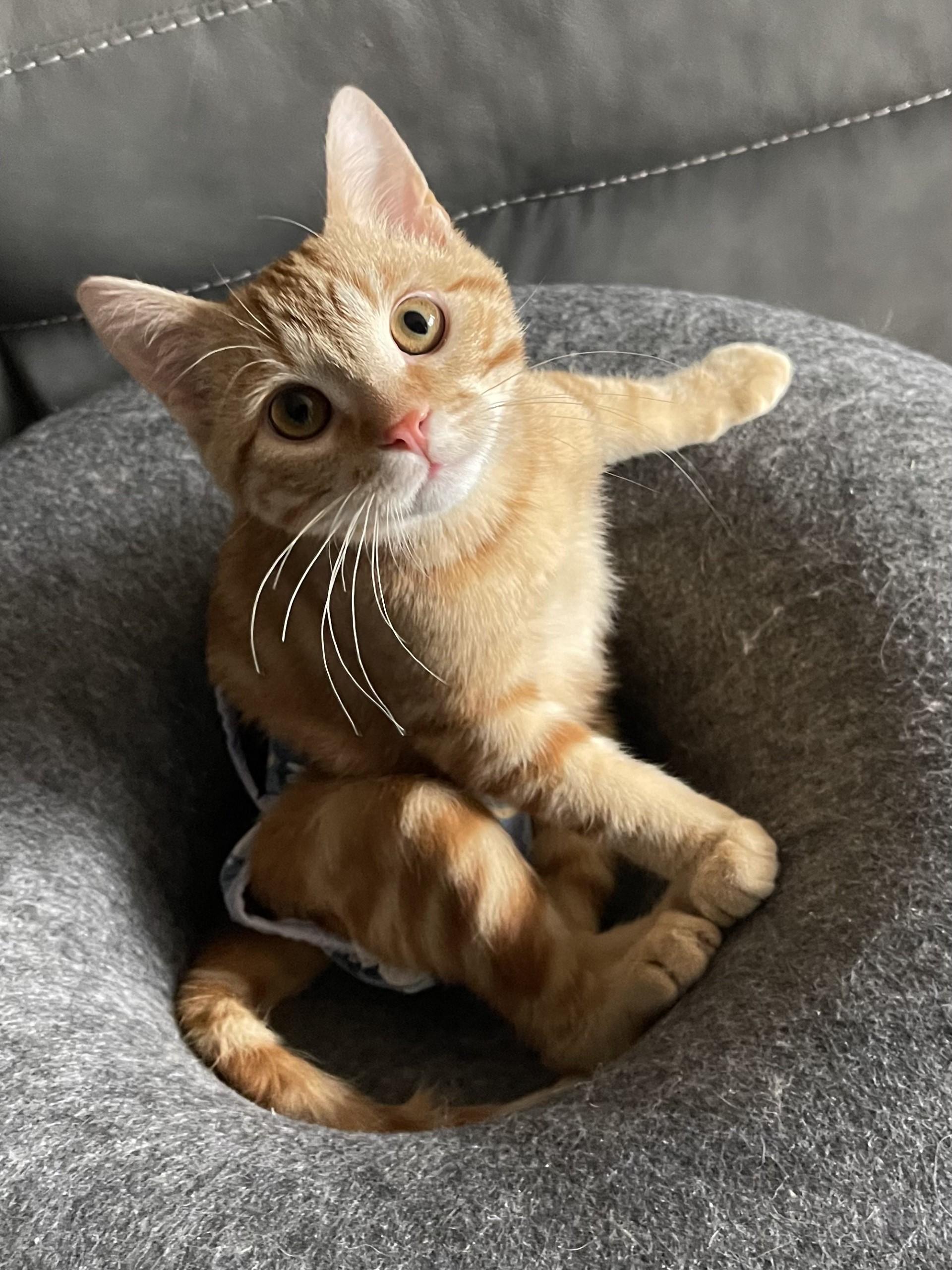 Enlarge MIRACLE, a Adoptable Domestic Short Hair in Grand Forks, ND image 4/5