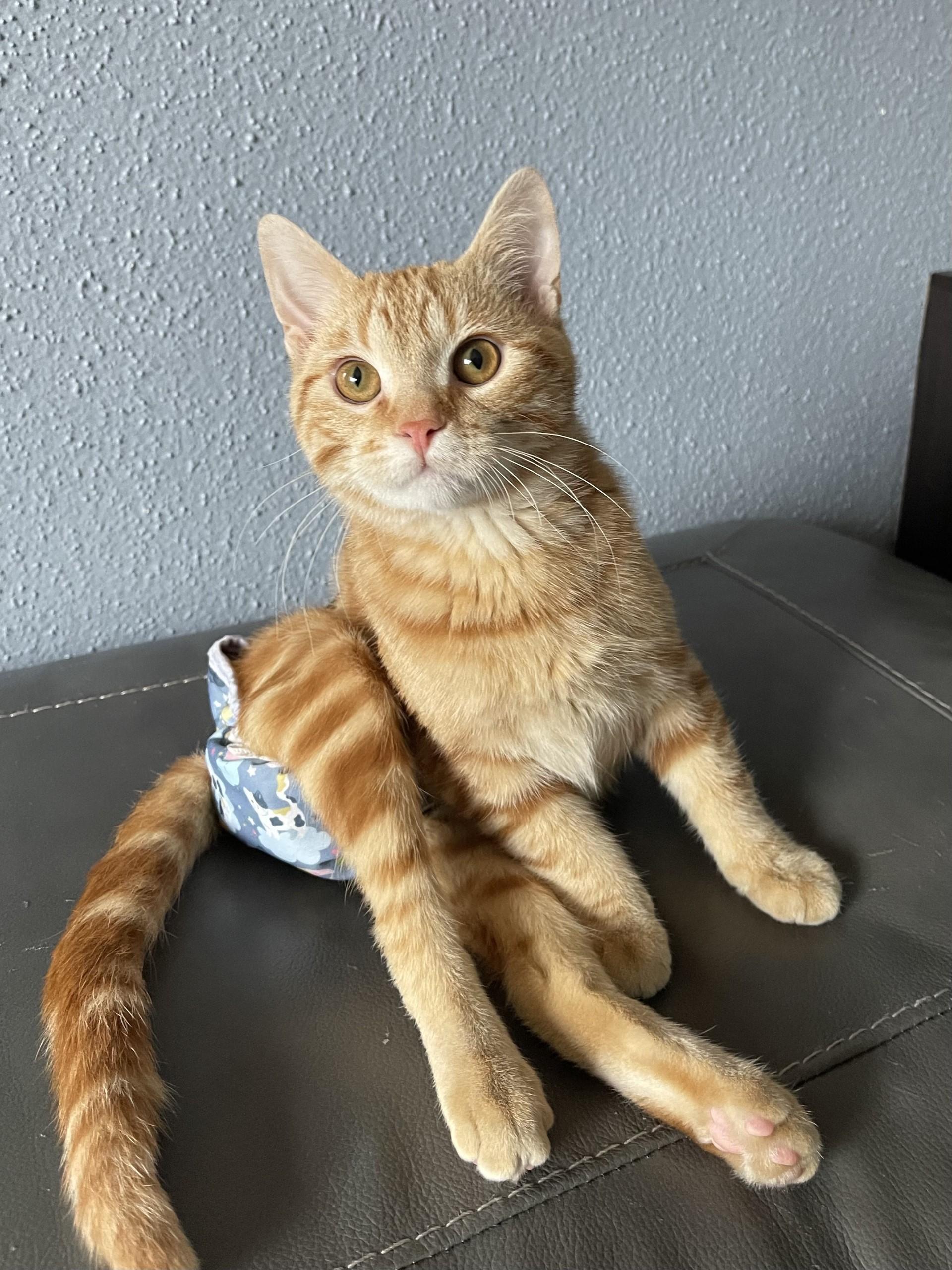 Enlarge MIRACLE, a Adoptable Domestic Short Hair in Grand Forks, ND image 3/5