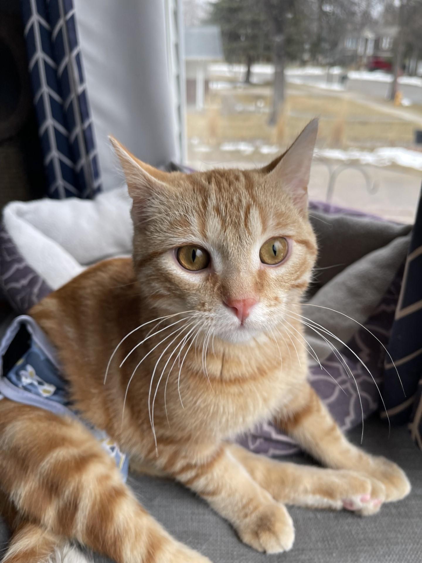 Enlarge MIRACLE, a Adoptable Domestic Short Hair in Grand Forks, ND image 1/5