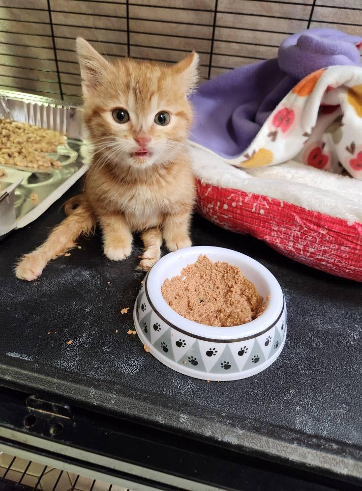 Enlarge MIRACLE, a Adoptable Domestic Short Hair in Grand Forks, ND image 5/5