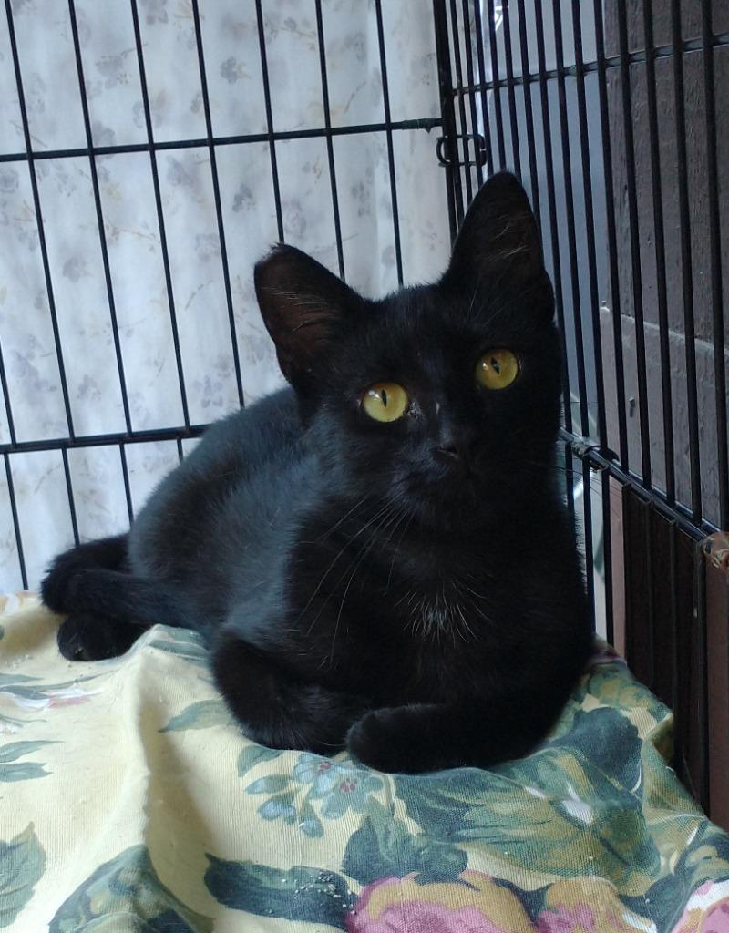Midnight, Adoptable, Adult Female Domestic Short Hair.