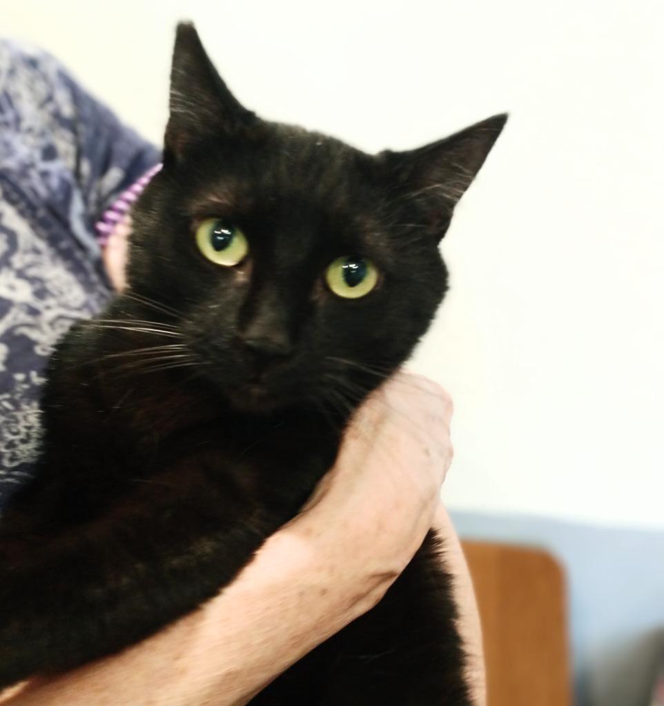 Midnight, a Adoptable mixed breed in San Pedro, CA image 2/4