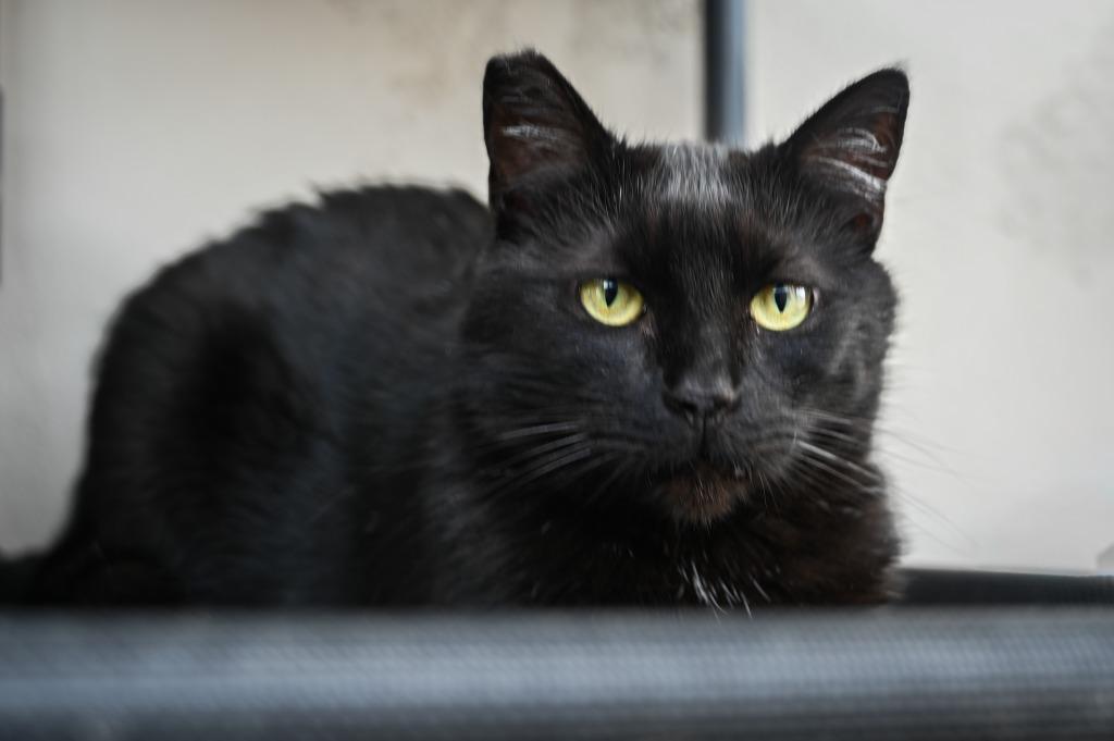Enlarge Midnight, a Adoptable mixed breed in San Pedro, CA image 3/4