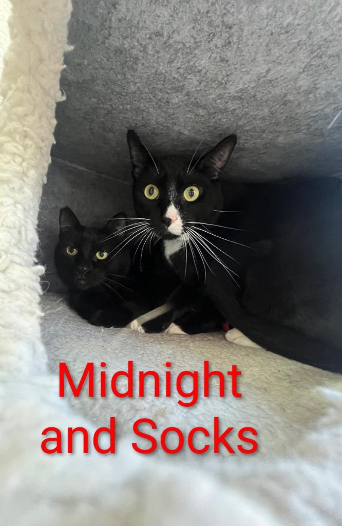 Midnight, a Adoptable mixed breed in San Pedro, CA image 3/4