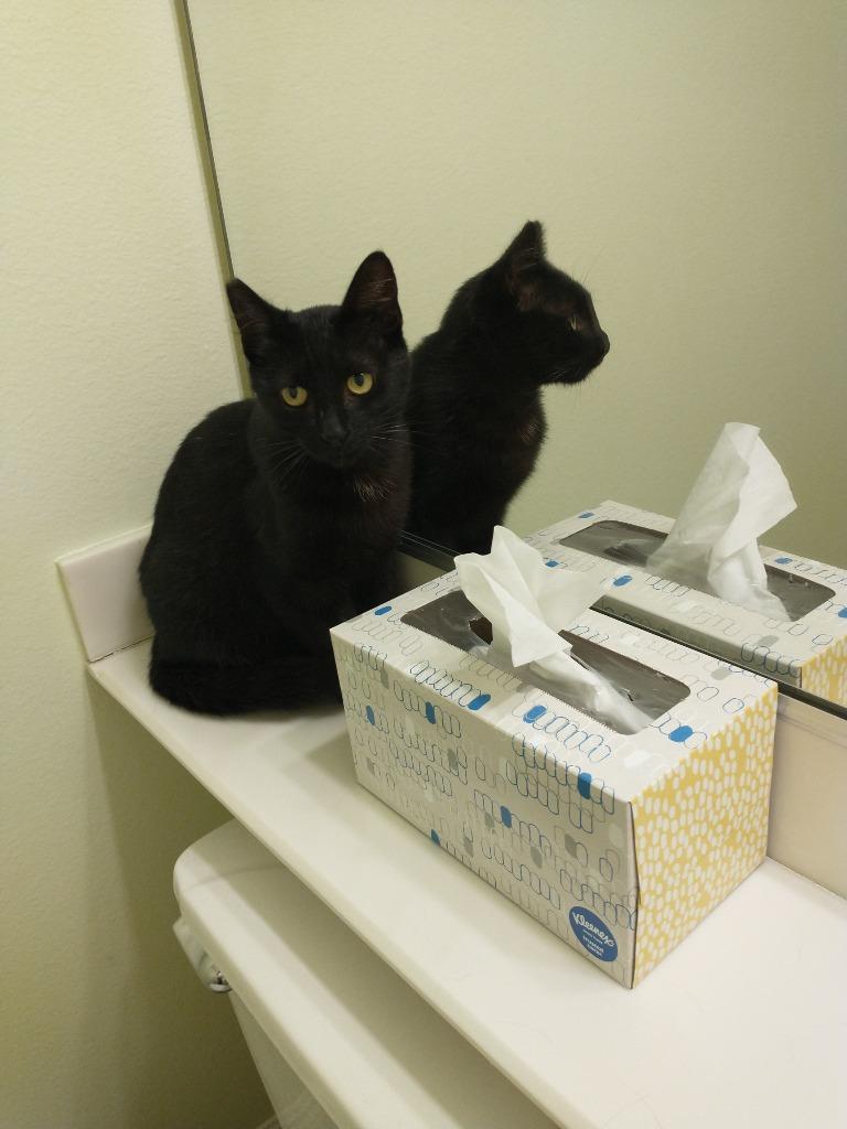 Midnight, a Adoptable mixed breed in San Pedro, CA image 4/4
