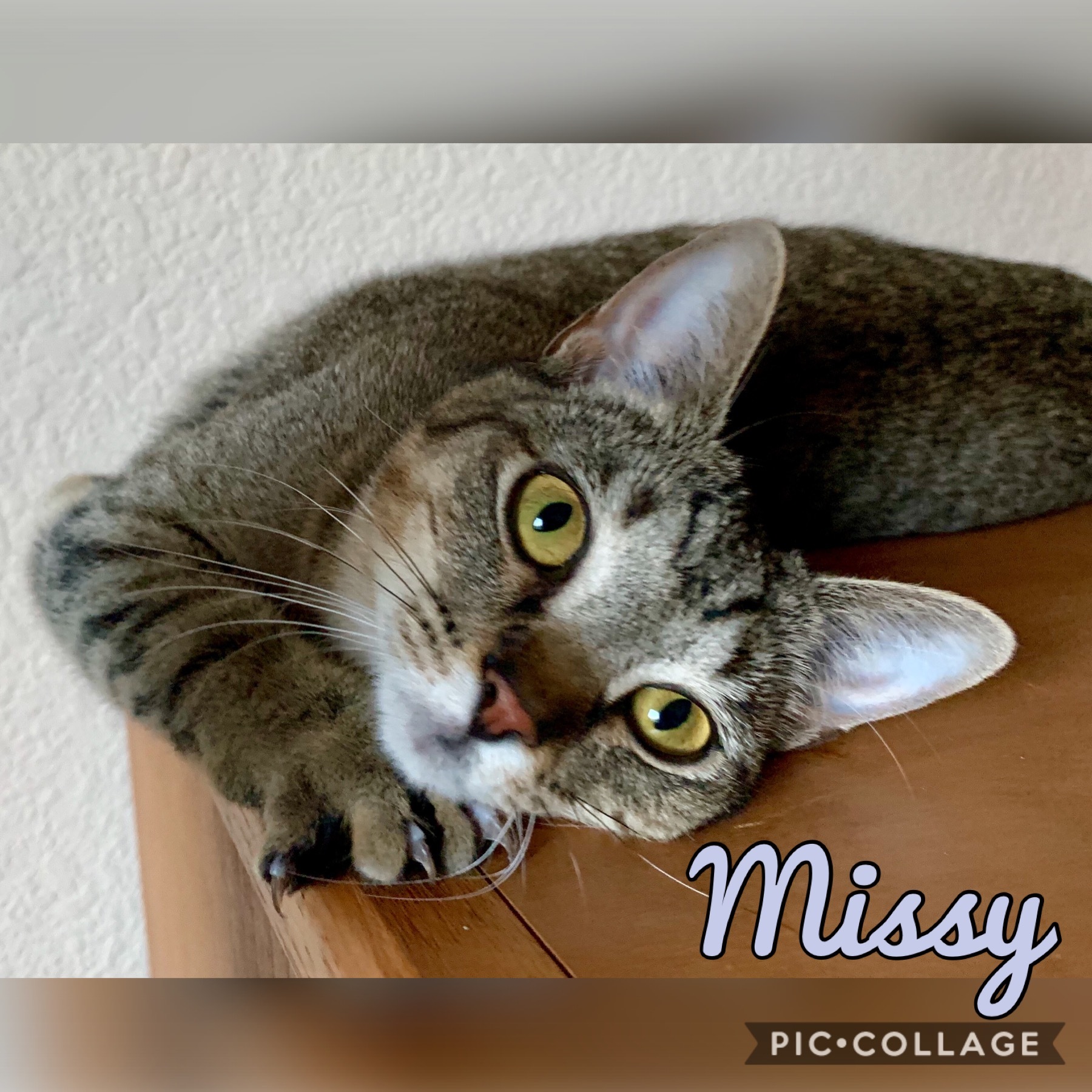 Missy, Young Female Domestic Short Hair