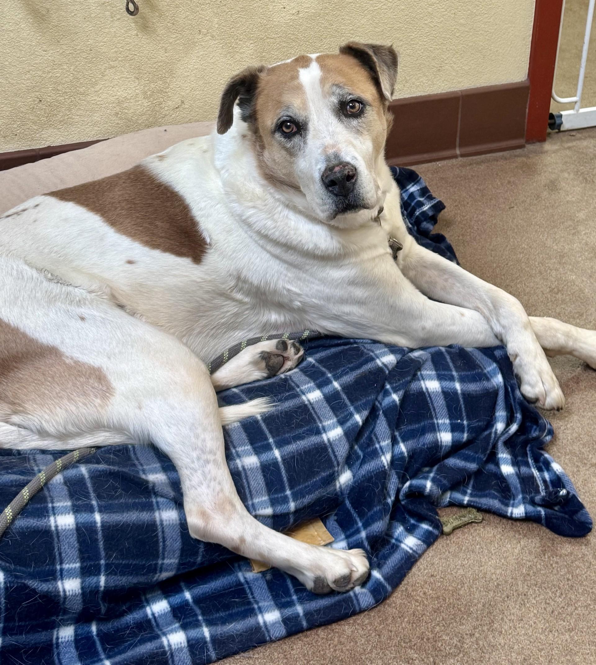 Theodore S. Jenkins, an adoption pending mixed breed in Sierra Vista, AZ image 2/5