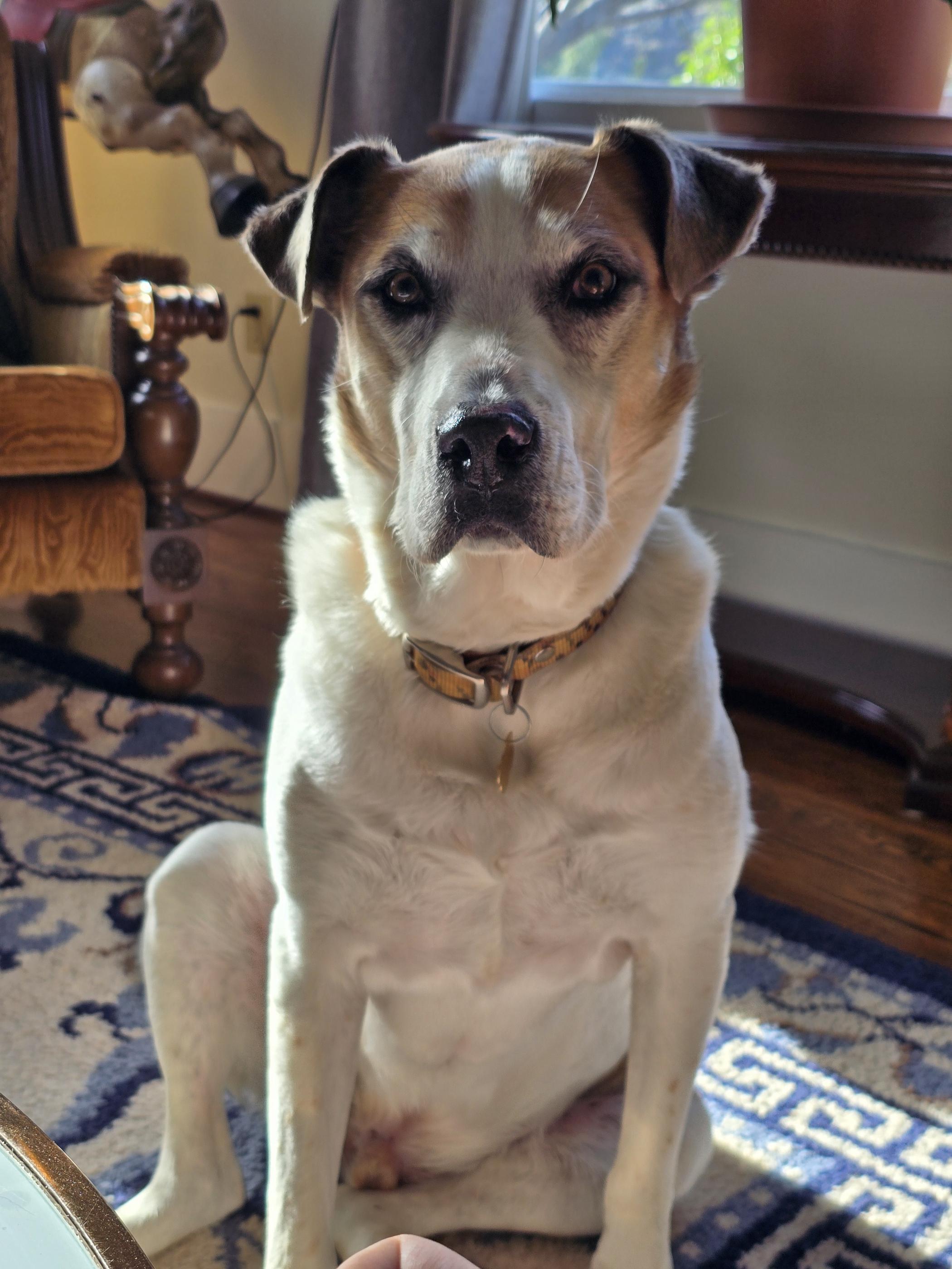 Theodore S. Jenkins, an adoption pending mixed breed in Sierra Vista, AZ image 5/5