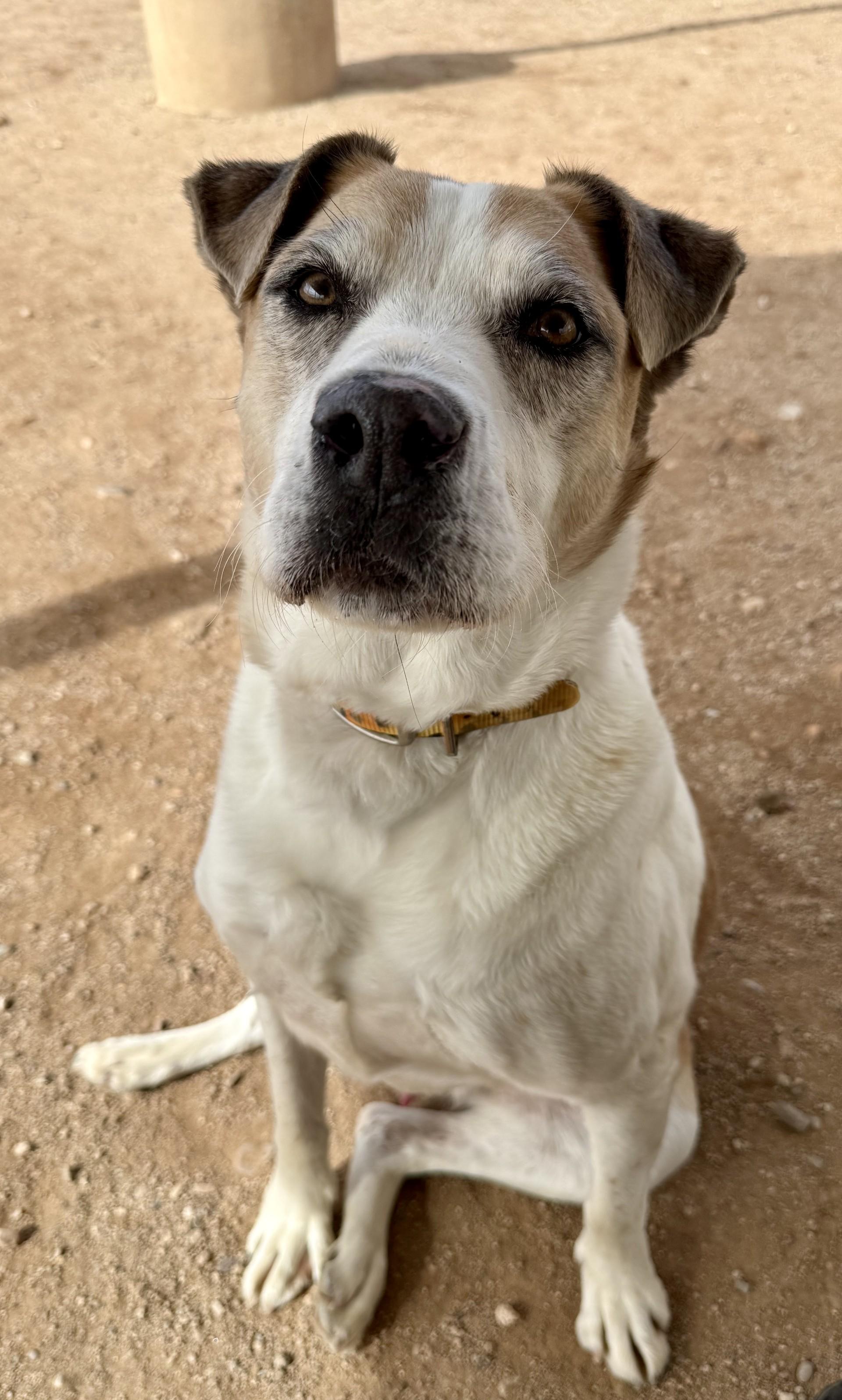 Theodore S. Jenkins, an adoption pending mixed breed in Sierra Vista, AZ image 3/5