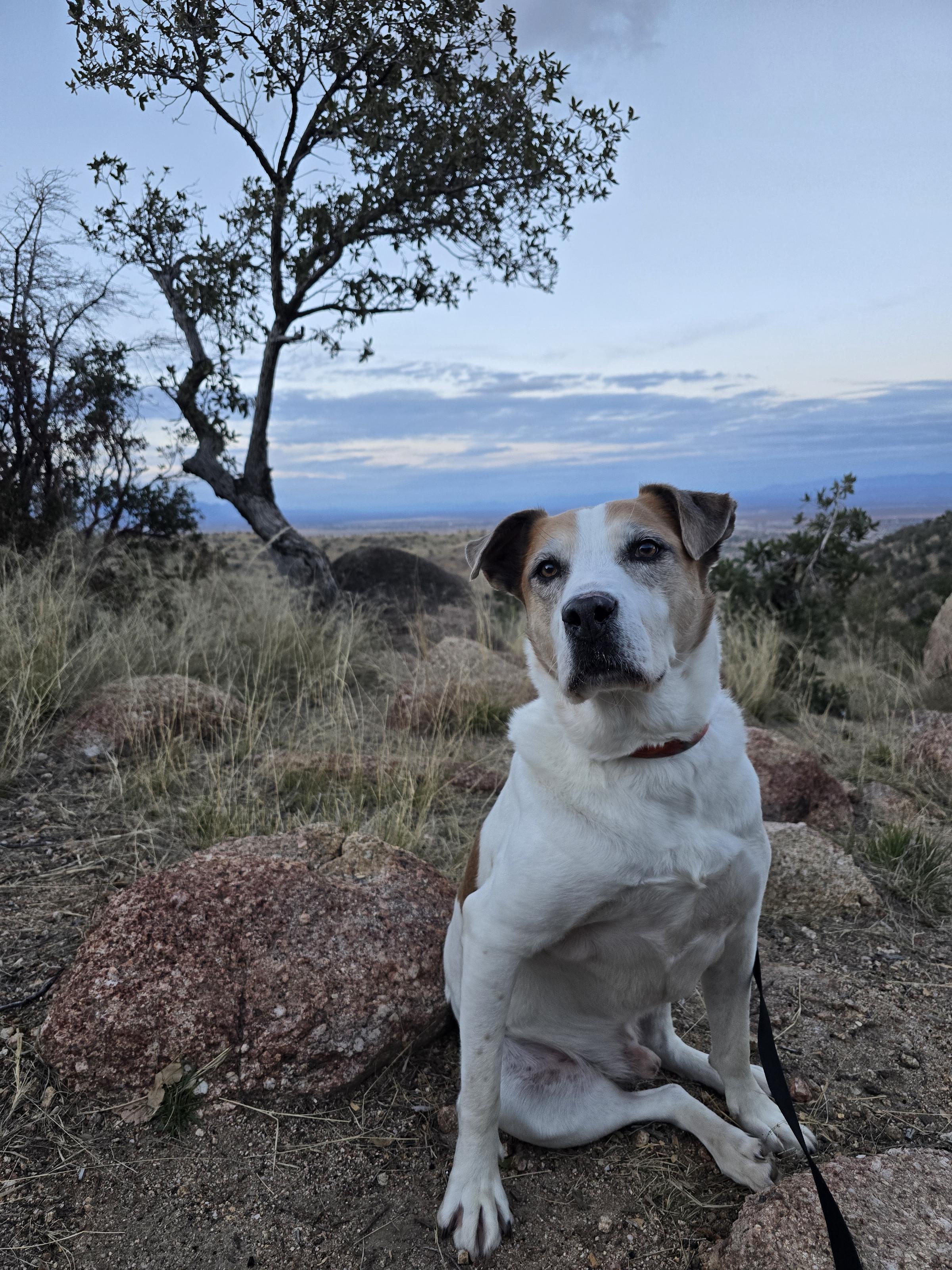 Theodore S. Jenkins, ADOPTABLE, Adult Male Anatolian Shepherd.