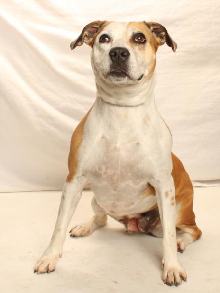Enlarge DAISY, a Adoptable mixed breed in Burbank, CA image 1/1
