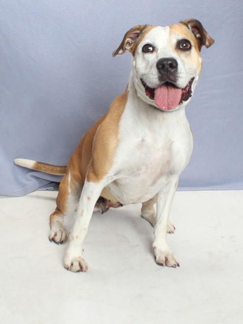 Enlarge DAISY, a Adoptable mixed breed in Burbank, CA image 1/1