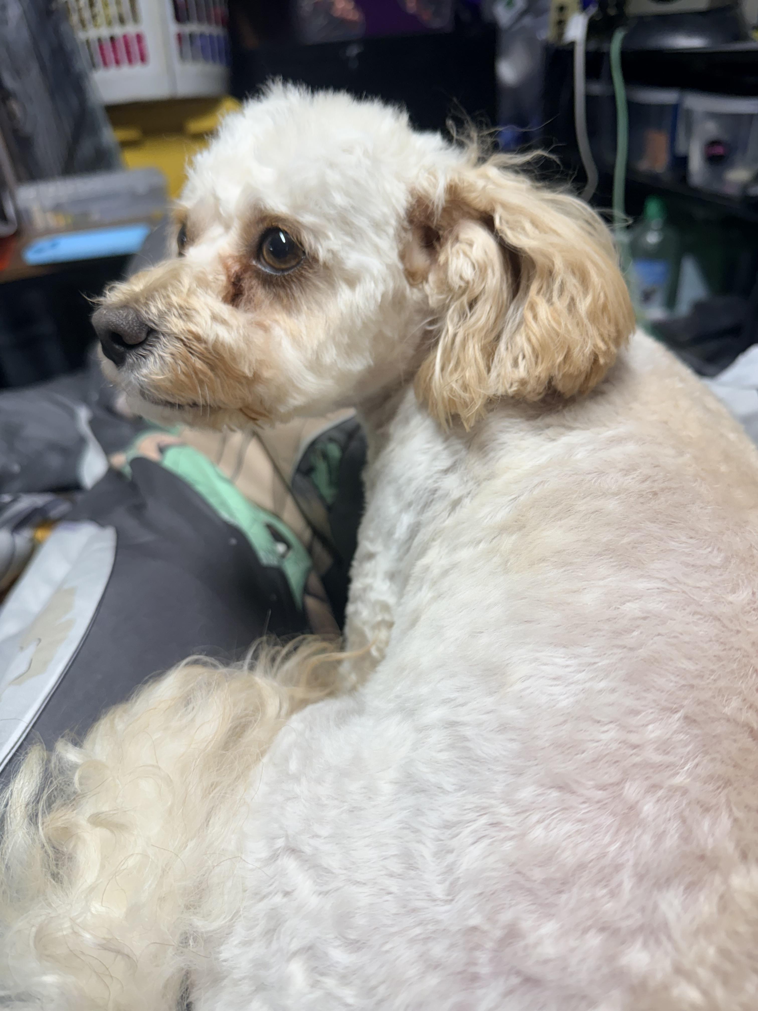 Honey, a ADOPTABLE Standard Poodle in modesto, CA image 2/5