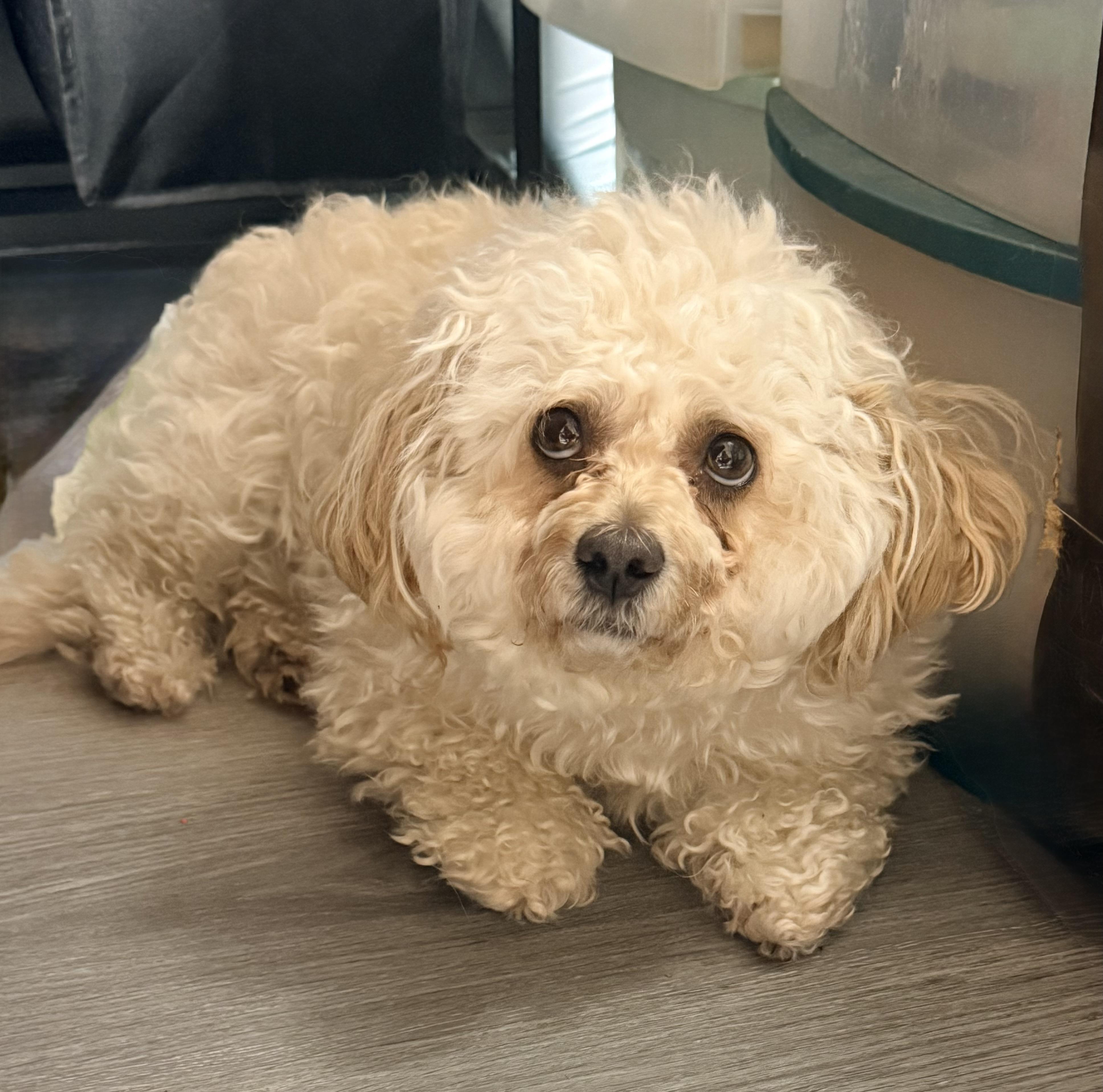 Honey, a ADOPTABLE Standard Poodle in modesto, CA image 1/5