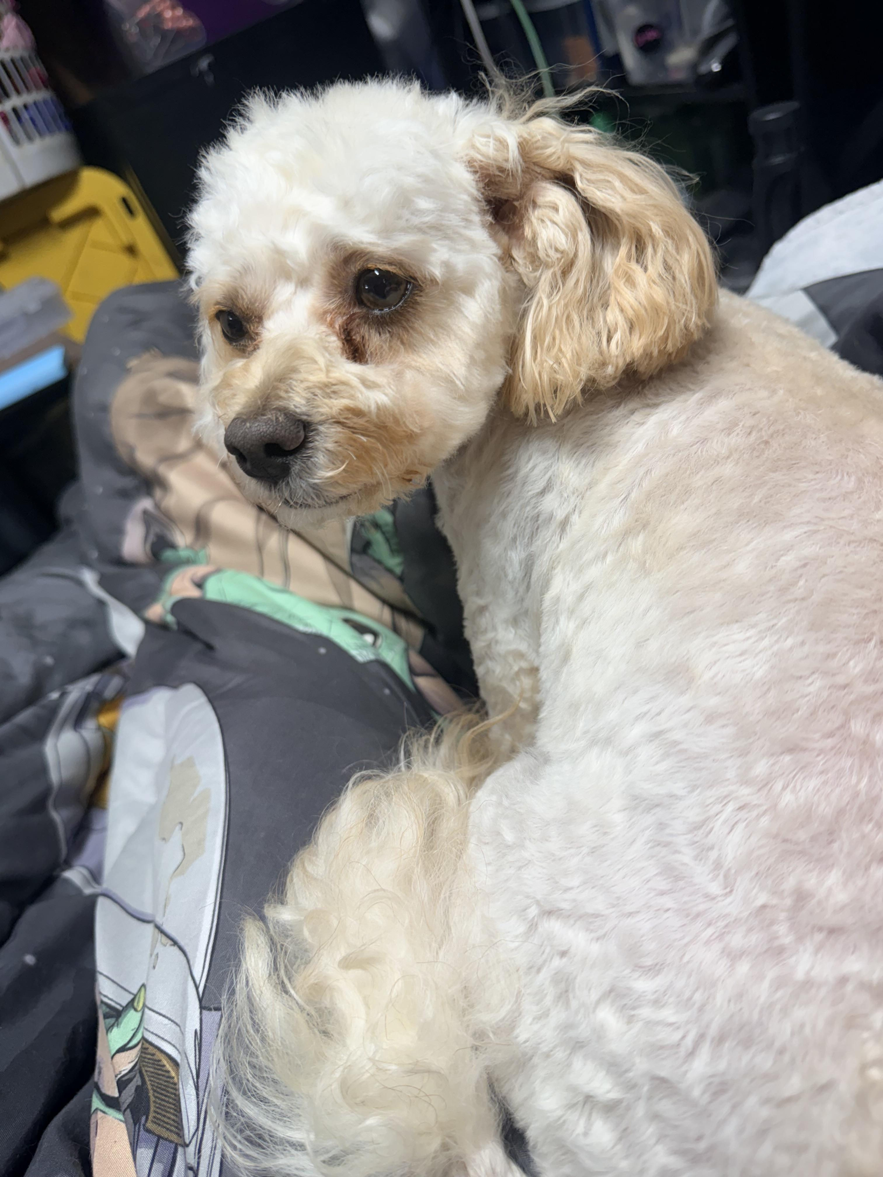 Honey, a ADOPTABLE Standard Poodle in modesto, CA image 4/5