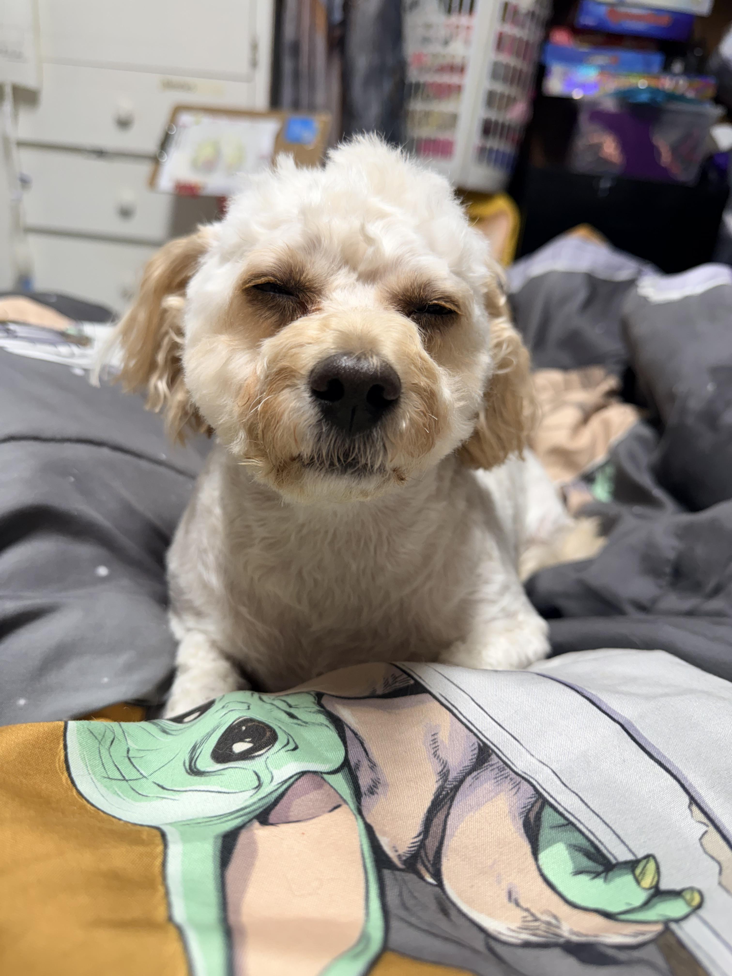 Honey, a ADOPTABLE Standard Poodle in modesto, CA image 3/5