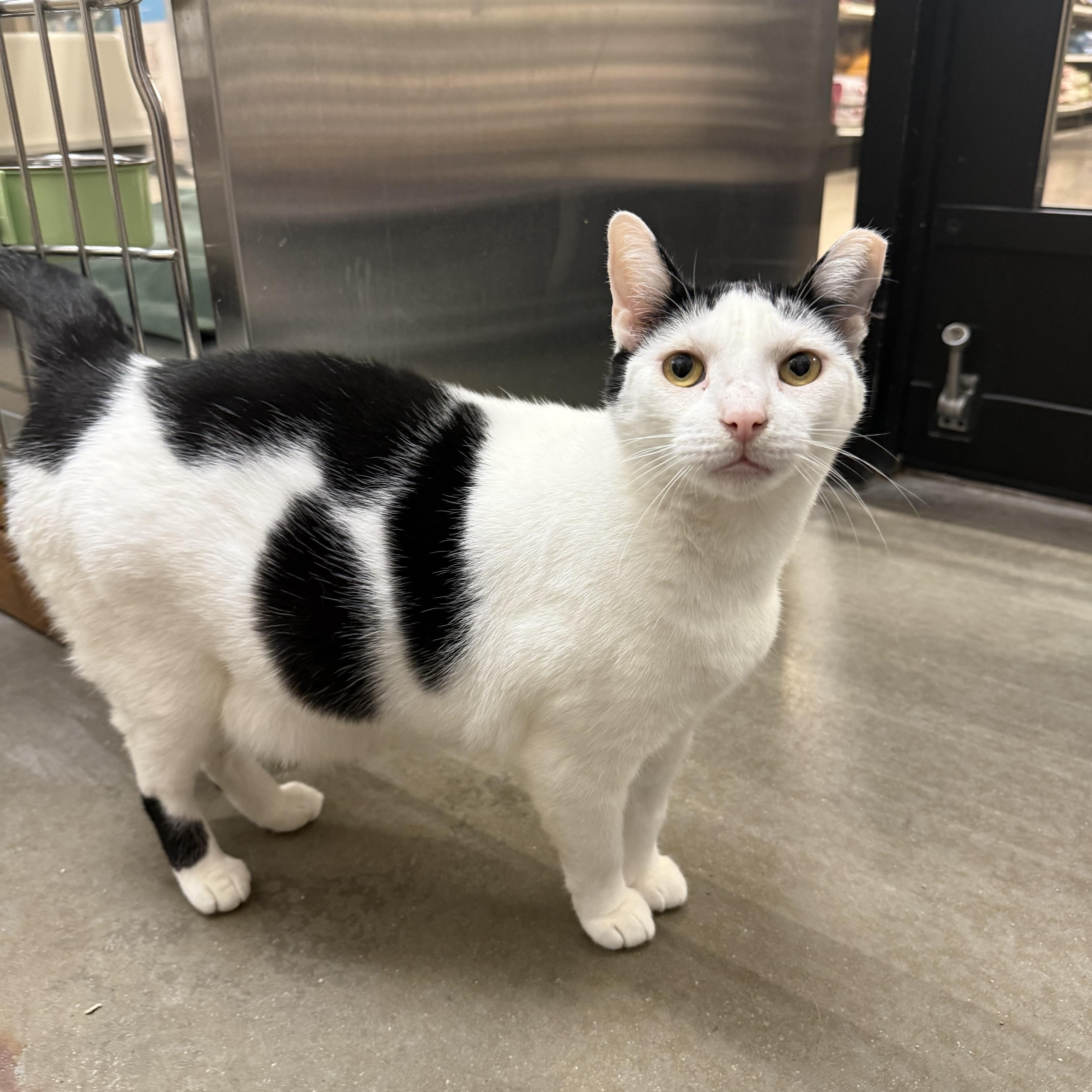 Panda, a ADOPTABLE Domestic Short Hair in Chandler, AZ image 6/6