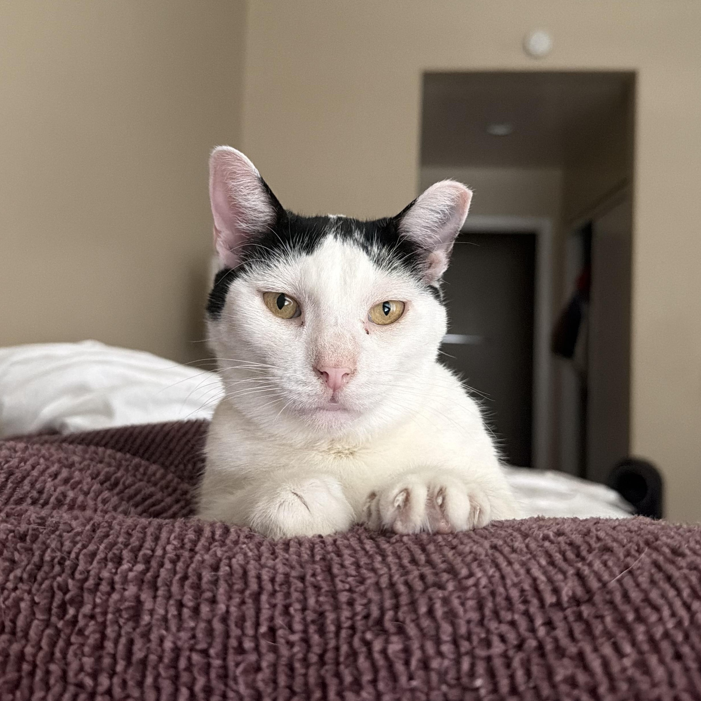 Enlarge Panda, a ADOPTABLE Domestic Short Hair in Chandler, AZ image 1/2