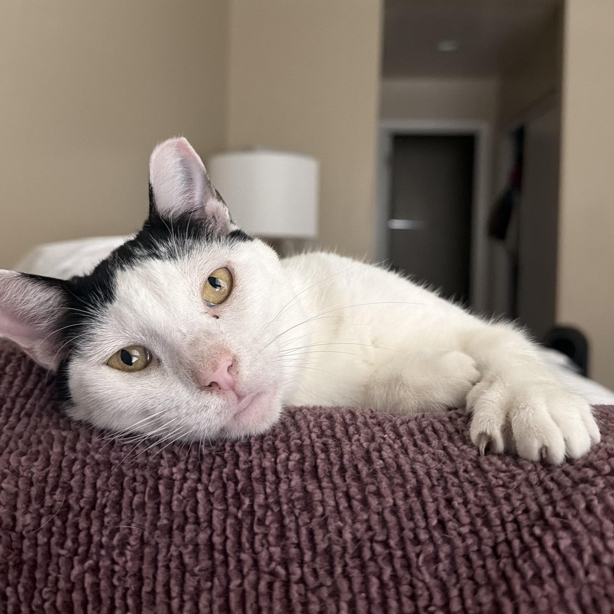 Enlarge Panda, a ADOPTABLE Domestic Short Hair in Chandler, AZ image 2/2