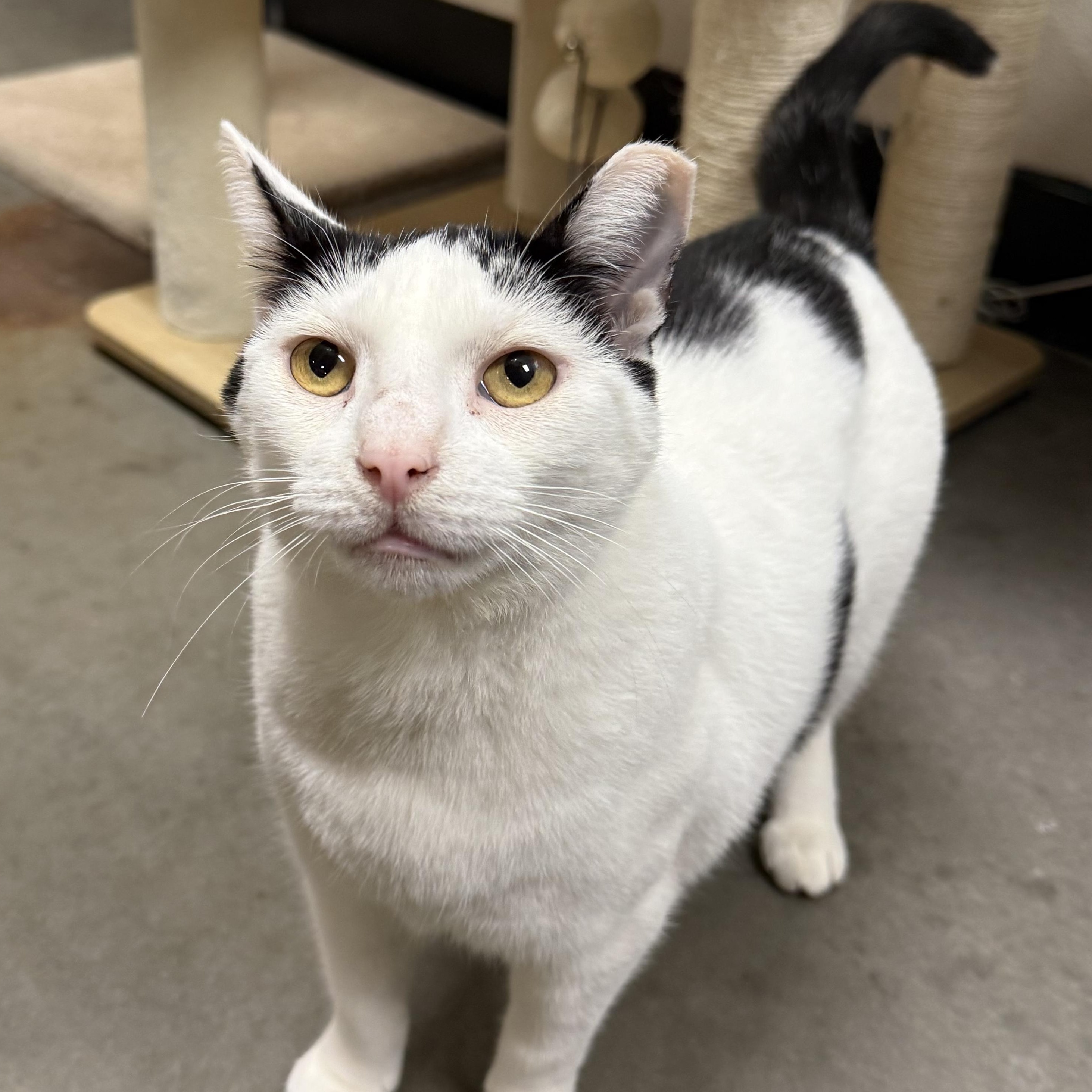Panda, a ADOPTABLE Domestic Short Hair in Chandler, AZ image 1/6