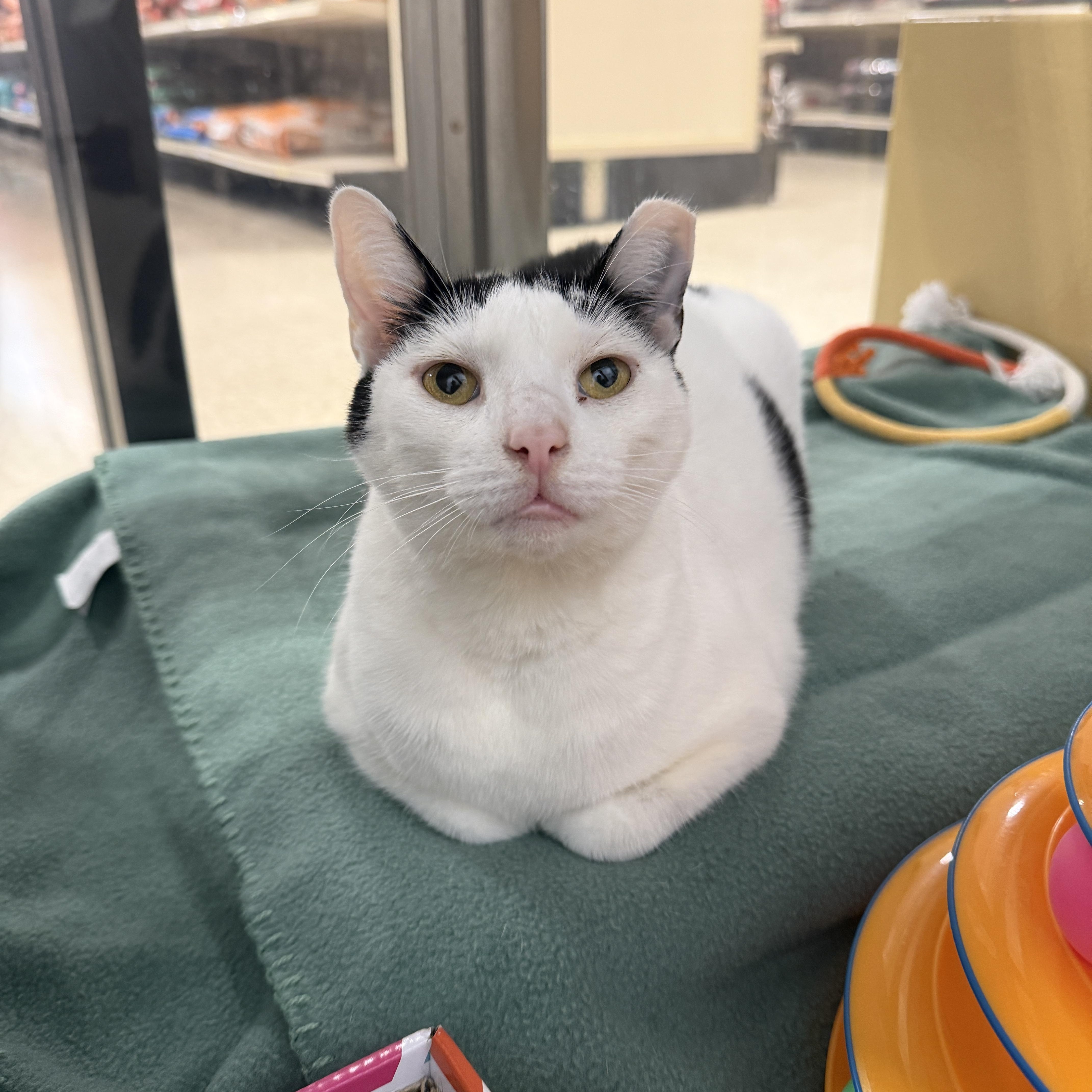 Panda, a ADOPTABLE Domestic Short Hair in Chandler, AZ image 2/6