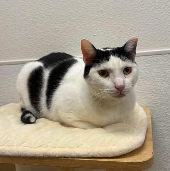 Panda, a ADOPTABLE Domestic Short Hair in Chandler, AZ image 4/6