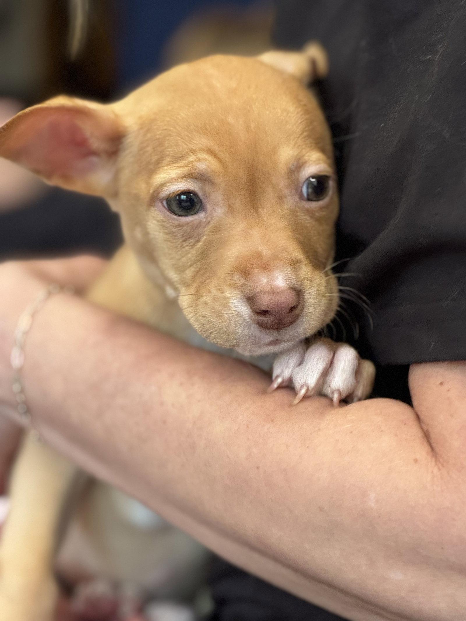 Belle, Adoptable, Puppy Female Boxer.