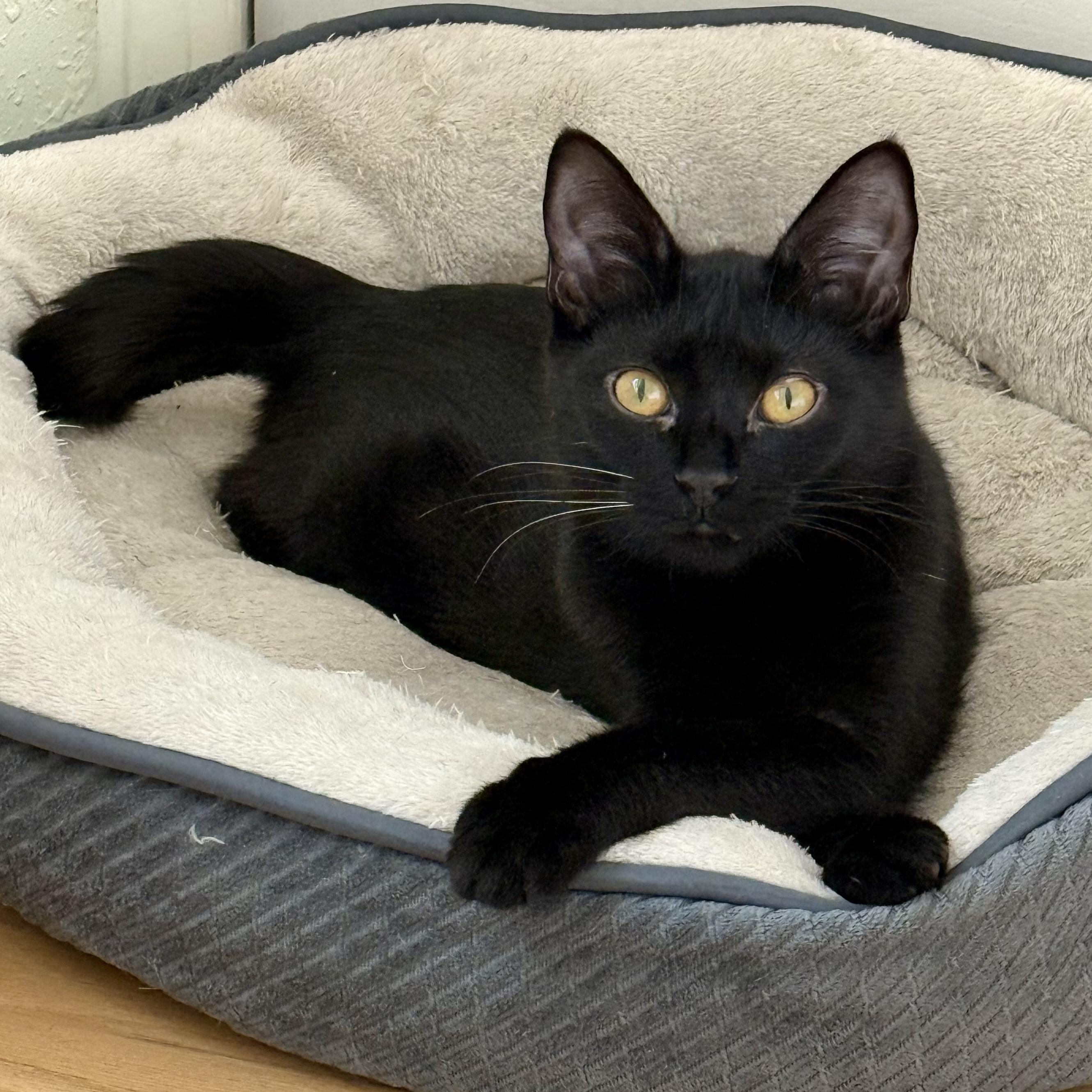 Radley, Adoptable, Young Female Domestic Short Hair.