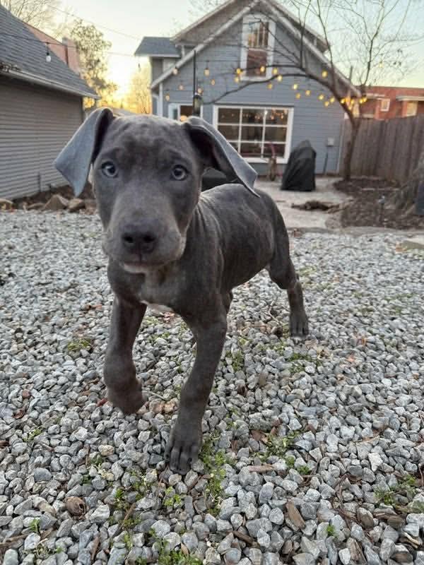 Anakin, an adopted mixed breed in Broken Arrow, OK image 1/3