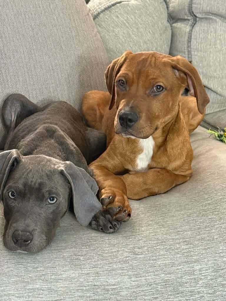 Anakin, an adopted mixed breed in Broken Arrow, OK image 3/3