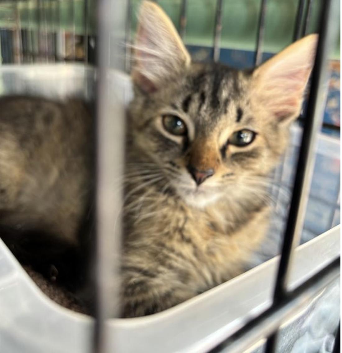 Jolene, Adoptable, Kitten Female Domestic Short Hair.