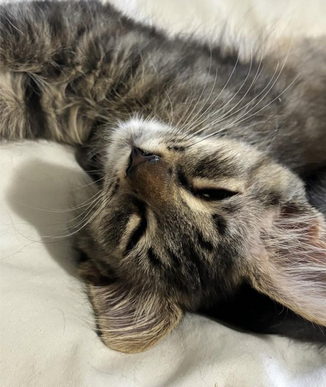 Enlarge Jolene, a Adoptable Domestic Short Hair in Fuauay Varina, NC image 2/2