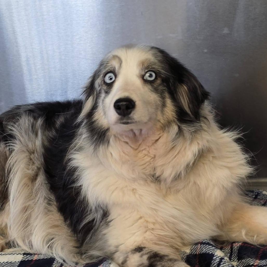 Enlarge Pickles, a Adoptable Australian Shepherd in Ada, MN image 1/1