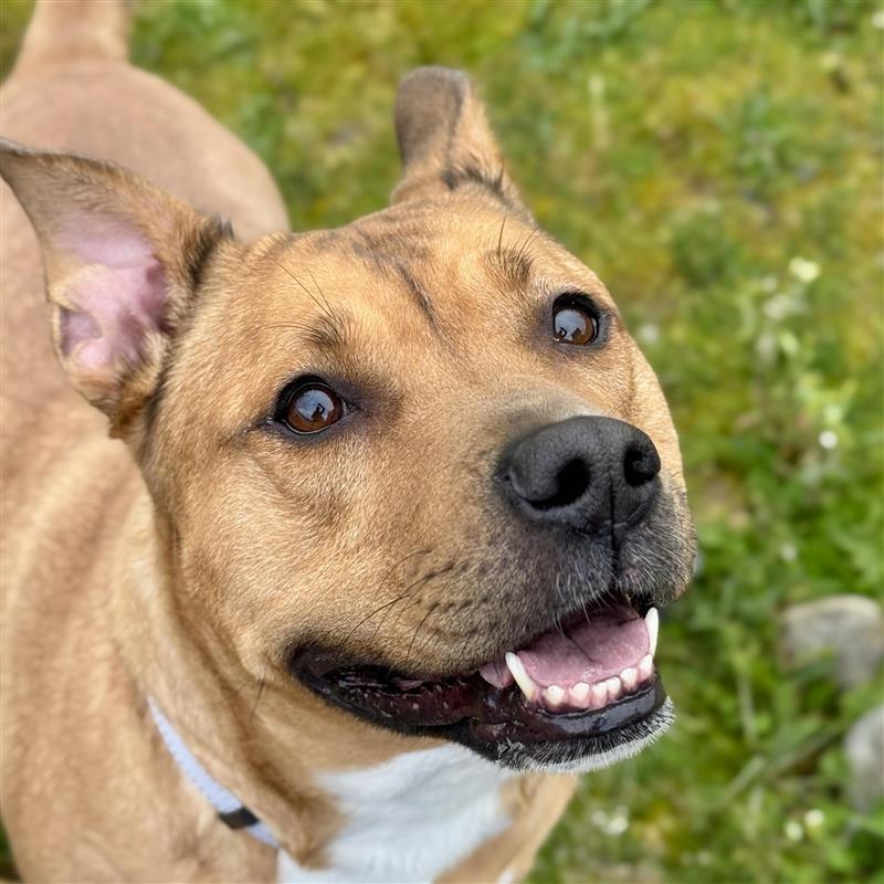 Zelda, Adoptable, Adult Female Pit Bull Terrier & Mixed Breed.