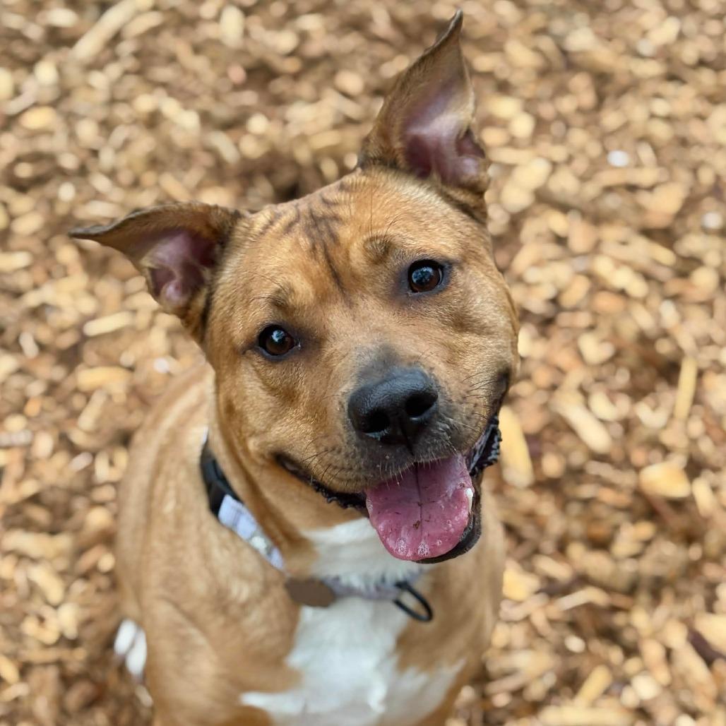 Enlarge Zelda, a Adoptable mixed breed in Tacoma, WA image 2/2