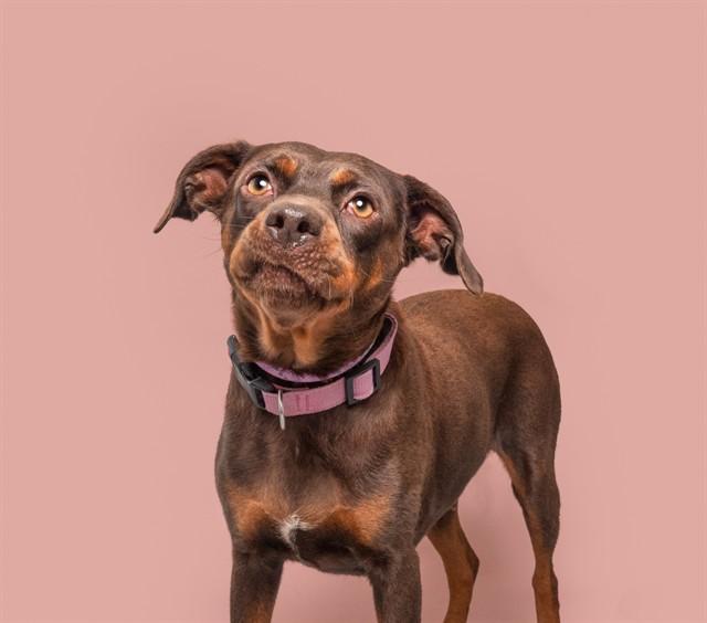 LADY BIRD, Adoptable, Adult Female Pit Bull Terrier.