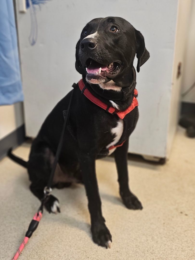 DANTE, a Adoptable Black Labrador Retriever in TULSA, OK image 1/12