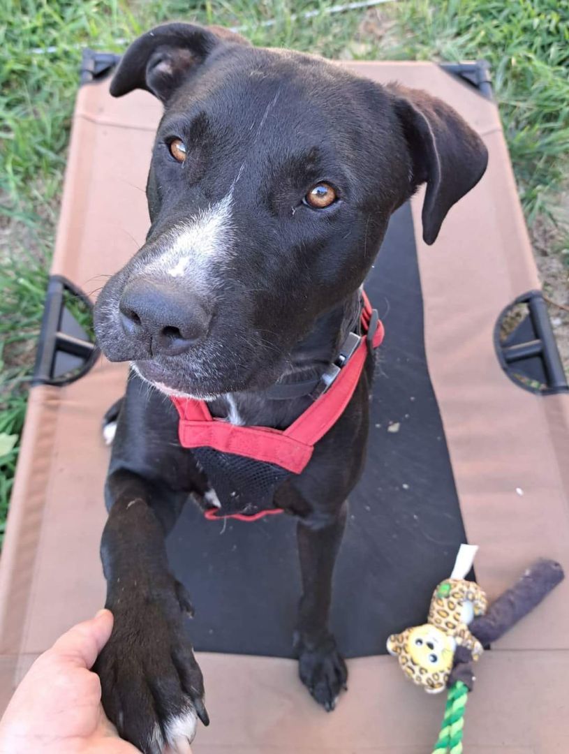DANTE, a Adoptable Black Labrador Retriever in TULSA, OK image 2/12