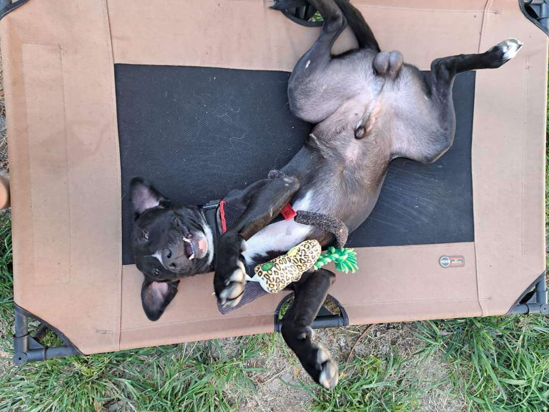 DANTE, a Adoptable Black Labrador Retriever in TULSA, OK image 3/12