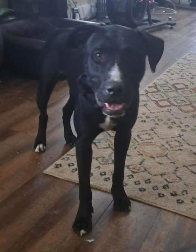 DANTE, a Adoptable Black Labrador Retriever in TULSA, OK image 4/12
