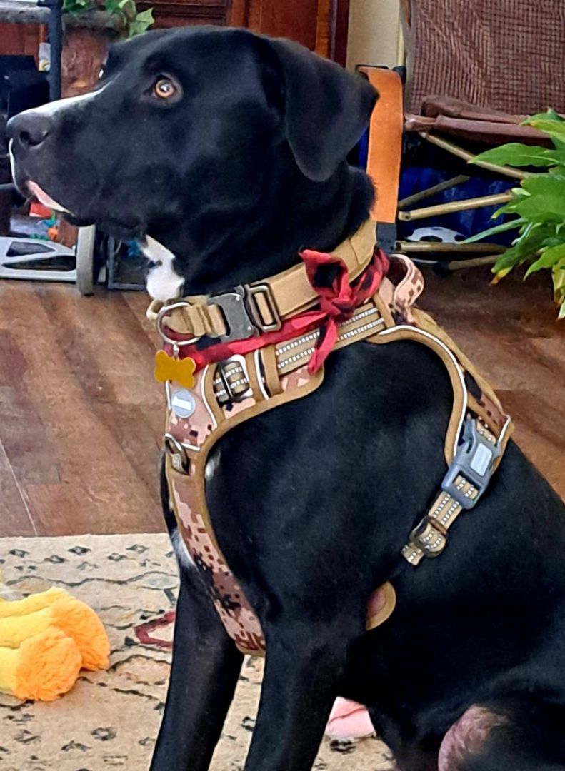 DANTE, a Adoptable Black Labrador Retriever in TULSA, OK image 5/12