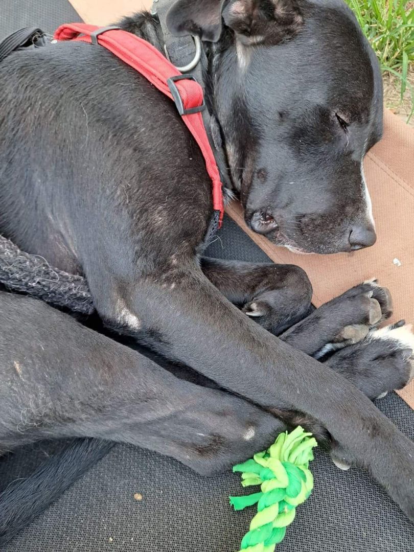 DANTE, a Adoptable Black Labrador Retriever in TULSA, OK image 6/12