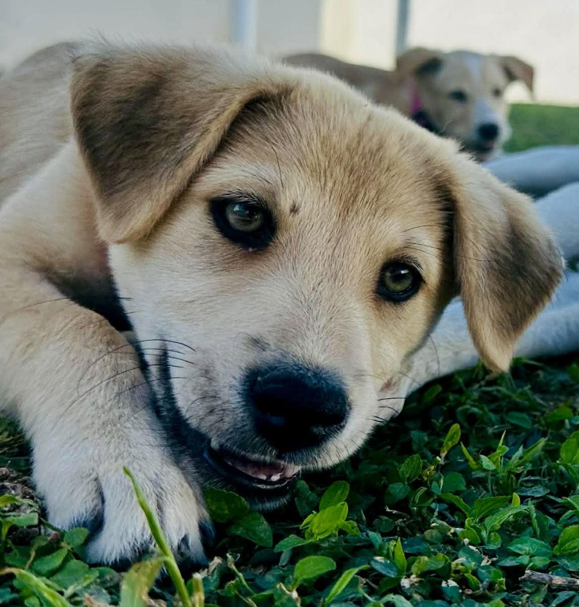 Cloud, Adopted, Puppy Female Labrador Retriever.