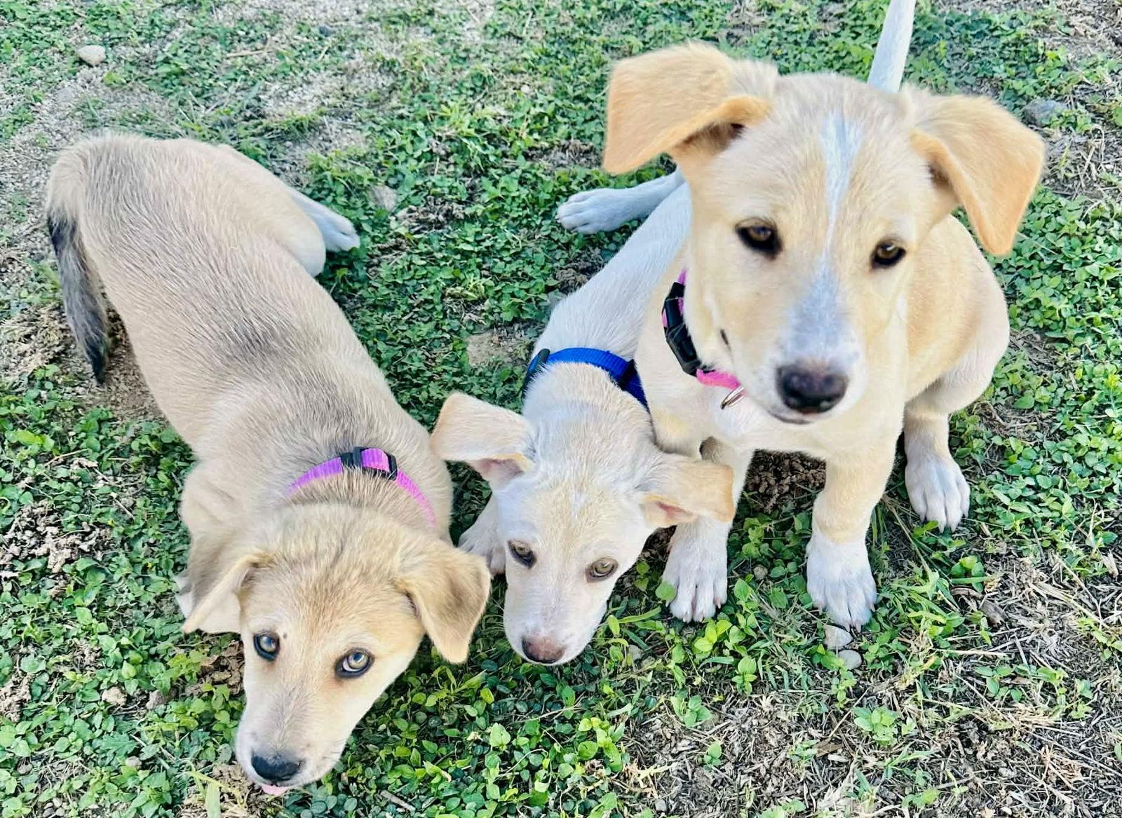 Enlarge Cloud, a Adopted Labrador Retriever in Lake Hopatcong, NJ image 2/3